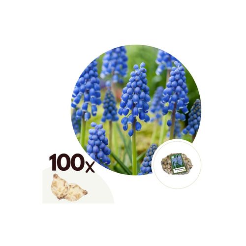 7428472066721 - Plant in a Box - Traubenhyazinthen - 100 Stk - Muscari armeniacum - Blumenzwiebeln - Blau