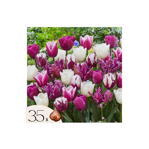 8712438540264 - Plant in a Box - Tulpenzwiebeln - 35 Stk - Tulipa Pastel - Blumenzwiebeln - Mehrfarbig 8712438540264 - Plant in a Box - Tulpenzwiebeln - 35 Stk - Tulipa Pastel - Blumenzwiebeln - Mehrfarbig