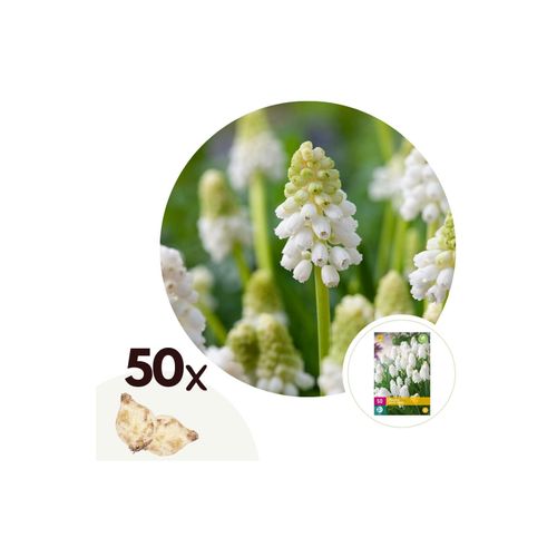 6097225348370 - Plant in a Box - Traubenhyazinthen - 50 Stk - Muscari White Magic - Blumenzwiebeln - Weiß