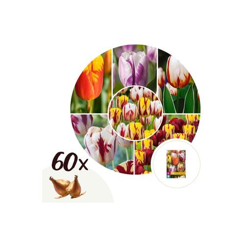 7428474977056 - Plant in a Box - Tulpenzwiebeln - 60 Stk - Tulipa Flaming Beauty - Blumenzwiebeln - Mehrfarbig