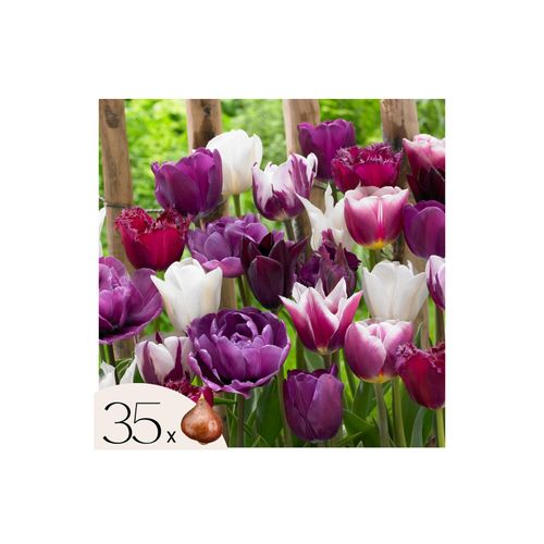 8712438975219 - Plant in a Box - Tulpenzwiebeln - 35 Stk - Tulipa Blueberry - Blumenzwiebeln - Lila