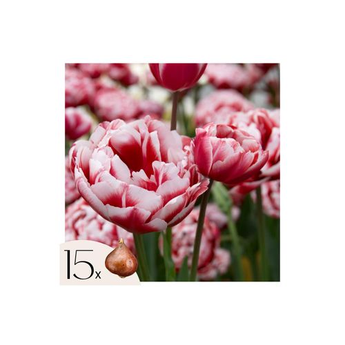 6097222561598 - Plant in a Box - Tulpenzwiebeln - 15 Stk - Tulipa Drumline - Blumenzwiebeln - Rosa