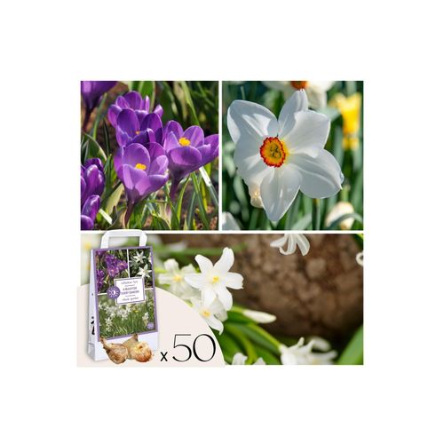 8712438998201 - Plant in a Box - Shade Garden Box - 50 Blumenzwiebeln für Schatten & Halbschatten 8712438998201 - Plant in a Box - Shade Garden Box - 50 Blumenzwiebeln für Schatten & Halbschatten