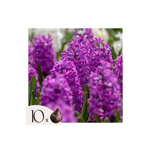 8721278902125 - Plant in a Box - Hyazinthenzwiebeln - 10er Set - Hyacinthus Purple Voice - Blumenzwiebeln