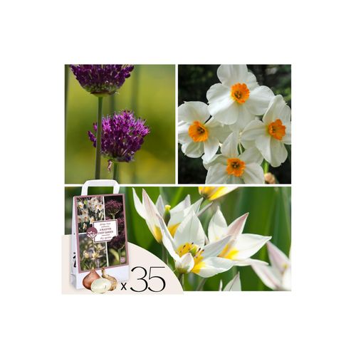 8712438998249 - Plant in a Box - Dry Garden Box - 35 Blumenzwiebeln für trockene & sonnige Standorte 8712438998249 - Plant in a Box - Dry Garden Box - 35 Blumenzwiebeln für trockene & sonnige Standorte