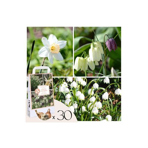 8712438998225 - Plant in a Box - Wet Garden Box - 30 Blumenzwiebeln für feuchte & regenreiche Standorte