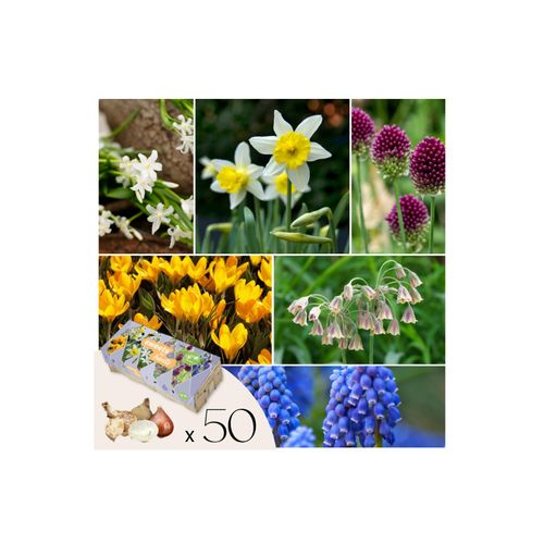 8721278902163 - Plant in a Box - Blumenzwiebeln für Insekten - Mischung mit 50 Stück - Winterhart & mehrjährig