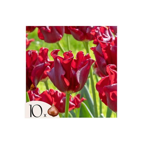 8721278902149 - Plant in a Box - Tulpenzwiebeln Red Dress - Set mit 10 Stück - Winterhart & Mehrjährig