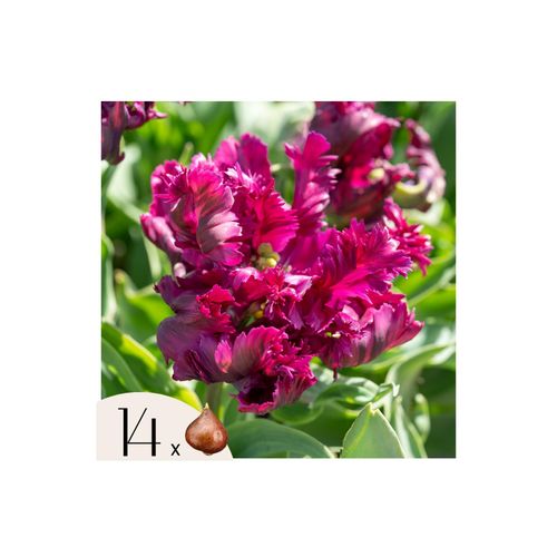 8712438507045 - Plant in a Box - Tulpenzwiebeln - 14 Stk - Tulipa Parrot Negrita - Blumenzwiebeln - Lila
