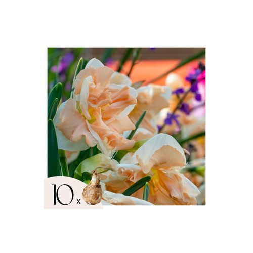 8721278902132 - Plant in a Box - Narzissen - 10er Set - Narcissus Apricot Whirl - Blumenzwiebeln - Orange