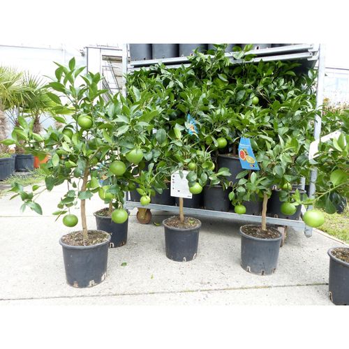 4251740125478 - Grapefruit Pflanze Pomelo Citrus Paradisi Pampelmuse Zitruspflanze 70 - 90 cm Obstbaum