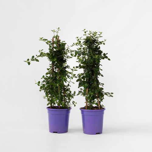 7428479276024 - Plant in a Box - Säckelblume - 2 Stk - Ceanothus thyrsiflorus Repens - Höhe 60-70cm - Topf 17cm 7428479276024 - Plant in a Box - Säckelblume - 2 Stk - Ceanothus thyrsiflorus Repens - Höhe 60-70cm - Topf 17cm