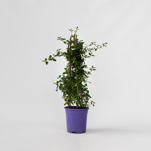 7428479378834 - Plant in a Box - Säckelblume - Ceanothus thyrsiflorus Repens - Höhe 60-70cm - Topf 17cm