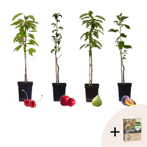 7428479653122 - Plant in a Box - Obstbäume - 4 Stk - Malus Pryus Prunus - Höhe 60-70cm - Topf 9cm