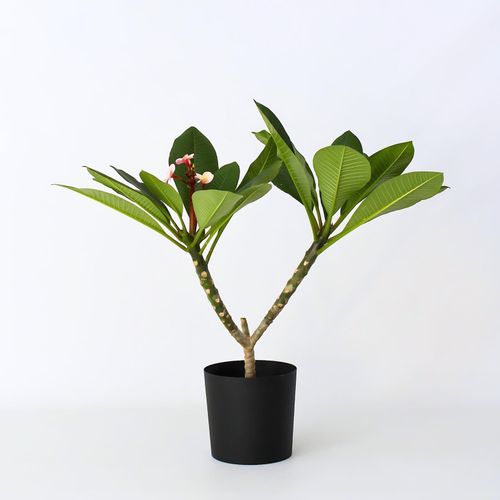 7428474800446 - Plant in a Box - Hawaii-Palme - Plumeria rubra Rosa - Höhe 55-70cm - Topf 17cm