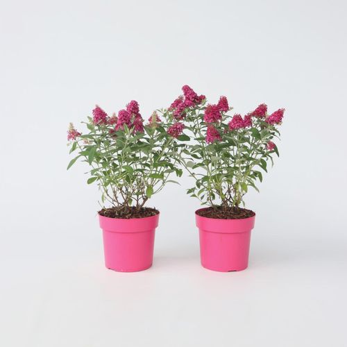 7428478633354 - Plant in a Box - Schmetterlingsfliedern - 2 Stk - Buddleja davidii Candy - Höhe 30-40cm - Topf 19cm
