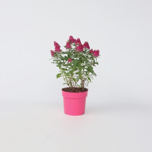 7428471850970 - Plant in a Box - Schmetterlingsfliedern - Buddleja davidii Candy - Höhe 30-40cm - Topf 19cm