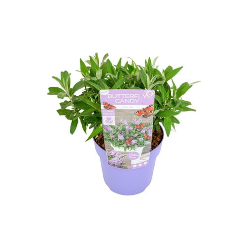 7428473137543 - Plant in a Box - Schmetterlingsfliedern - Buddleja davidii Candy - Höhe 30-40cm - Topf 19cm