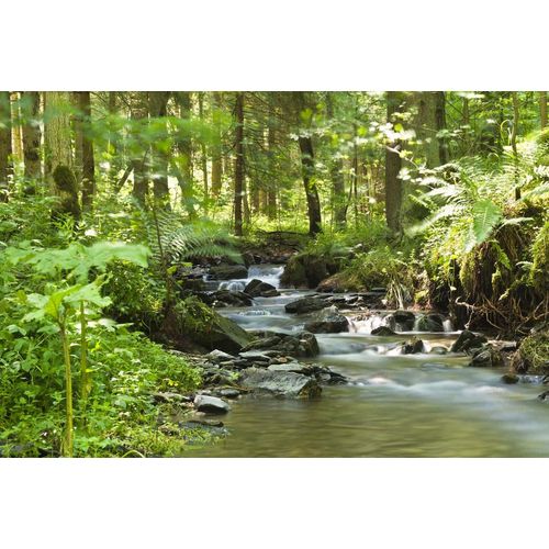 4050743091823 - Leinwandbild FLUßLAUF IM WALD 4050743091823 - Leinwandbild FLUßLAUF IM WALD
