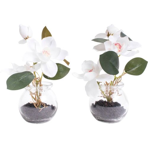 8505459249502 - Kunstblume BOTANIC-HAUS Magnolie im Glas Kunstpflanzen Gr Ø H 14 cm x 18 cm 2 St beige (creme weiß) Kunst-Blumen