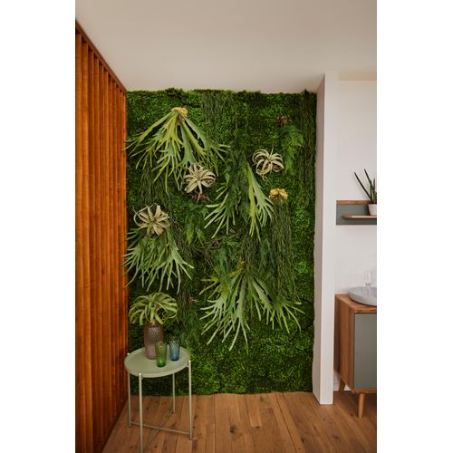 8714344332698 - Künstliche Zimmerpflanze BOTANIC-HAUS Moosmatte Kunstpflanzen Gr Ø H 98 cm x 5 cm 1 St grün Künstliche Zimmerpflanzen