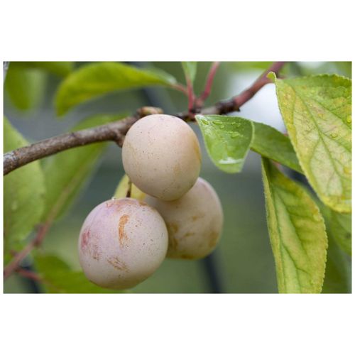 4063654248583 - Prunus domestica Mirabelle von Nancy gelb 40 cm Stammhöhe