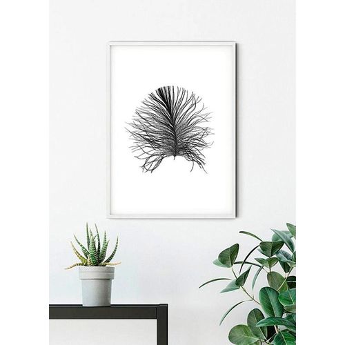 4055065155086 - Bild KOMAR Feather White bunt (farbe bild(er) bunt) B30cm H40cm Papier Holz Bilder Wandbild zur Dekoration - ohne Rahmen