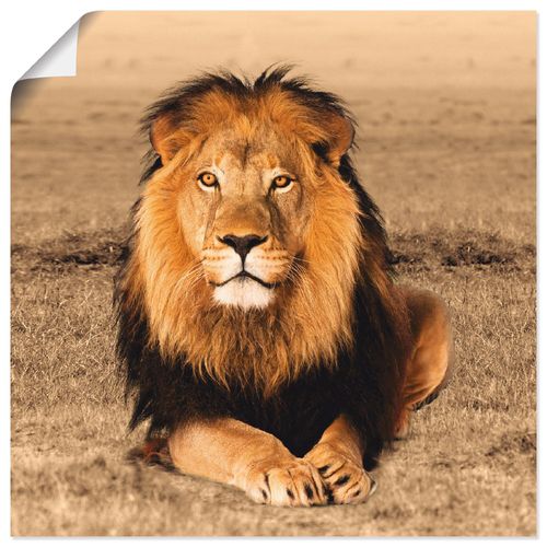 4055327617468 - Wandbild ARTLAND Löwe Bilder Gr B H 30 cm x 30 cm Poster Wildtiere quadratisch 1 St braun Bild Metallbild Metallbilder Bilder als Alubild Leinwandbild Wandaufkleber oder Poster in versch Größen