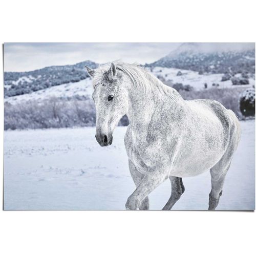 8714597509632 - Poster REINDERS Pferd im Schnee weiß (farbe bild(er) weiß) B915cm H61cm Papier Bilder