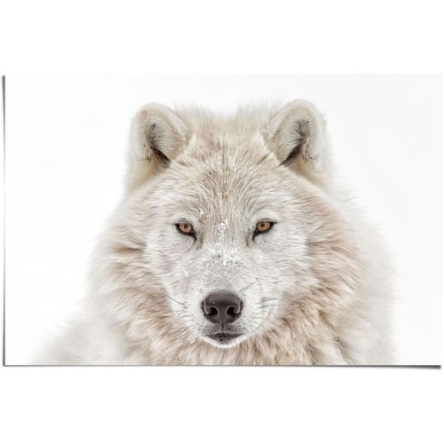 8714597574500 - Poster REINDERS Weisser Wolf weiß (farbe bild(er) weiß) B915cm H61cm Papier Bilder