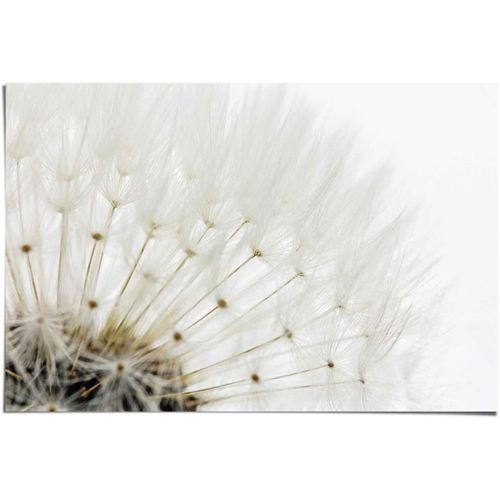 8714597502886 - Poster REINDERS Pusteblume Weiß weiß (farbe bild(er) weiß) B915cm H61cm Papier Bilder