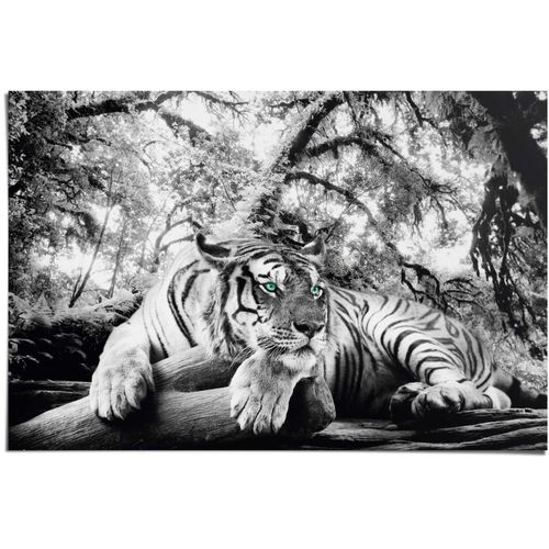 8714597379303 - Poster REINDERS Tigerblick schwarz (farbe bild(er) schwarz) B915cm H61cm Papier Bilder