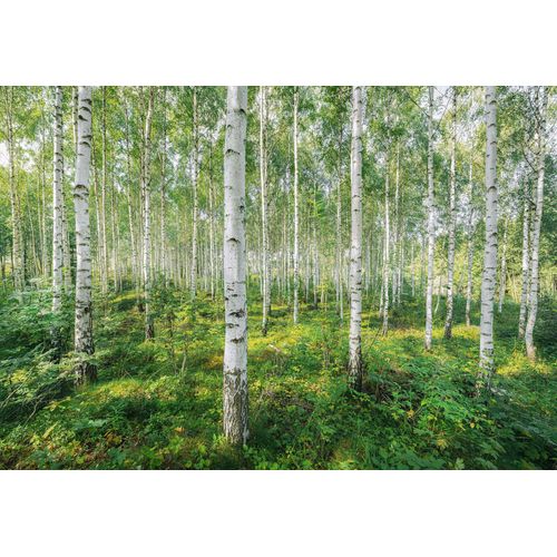 4036834087449 - KOMAR Fototapete Sunny Day Tapeten ausgezeichnet lichtbeständig Gr B L 368 m x 254 m Rollen 8 St bunt Fototapeten Blumen Tapeten 4036834087449 - KOMAR Fototapete Sunny Day Tapeten ausgezeichnet lichtbeständig Gr B L 368 m x 254 m Rollen 8 St bunt Fototapeten Blumen Tapeten