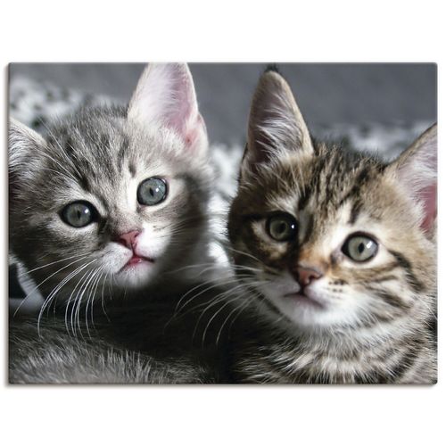 4062144533789 - Wandbild ARTLAND Katze Bilder Gr B H 60 cm x 45 cm Leinwandbild Haustiere Querformat 1 St grau Bild Leinwandbild Kunstdrucke Bilder als Alubild Leinwandbild Wandaufkleber oder Poster in versch Größen