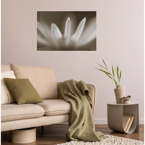 4067437104028 - QUEENCE Wandsticker Blüte Wandtattoos Selbstklebend kinderleichte Anbringung Gr B H T 150 cm x 100 cm x 01 cm Blume beige Wandtattoos Natur