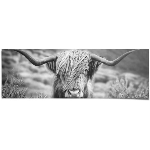 8714597614442 - Poster REINDERS Highlander Bulle Tiermotiv - Nahaufnahme - Hochlandrind Bild schwarz (farbe bild(er) schwarz weiß) B158cm H53cm Papier Bilder