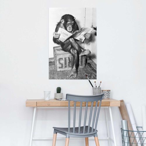 8714597586008 - Poster REINDERS Chimp Zeitung Affe Schimpanse schwarz (farbe bild(er) schwarz weiß) B61cm H915cm Papier Bilder