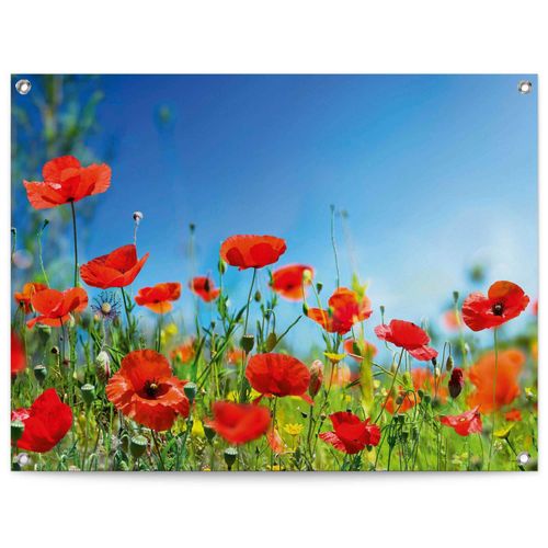 8714597638929 - Poster REINDERS Sommerblumen rot (farbe bild(er) rot) B80cm H60cm T01cm Leinwand Bilder Outdoor für Garten oder Balkon 8714597638929 - Poster REINDERS Sommerblumen rot (farbe bild(er) rot) B80cm H60cm T01cm Leinwand Bilder Outdoor für Garten oder Balkon