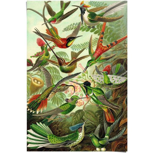 8714597590104 - Poster REINDERS Hummingbirds Vogel - Tiermotiv - Natur - Botanisch - Ernst Haeckel grün (farbe bild(er) grün) B61cm H915cm Papier Bilder 8714597590104 - Poster REINDERS Hummingbirds Vogel - Tiermotiv - Natur - Botanisch - Ernst Haeckel grün (farbe bild(er) grün) B61cm H915cm Papier Bilder