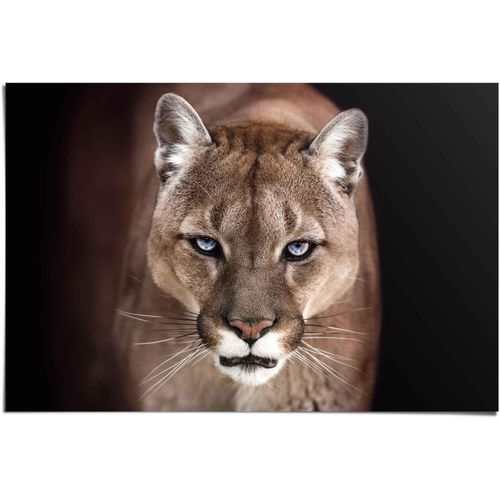 8714597560916 - Poster REINDERS Puma Nahaufnahme grün (farbe bild(er) khaki) B915cm H61cm Papier Bilder