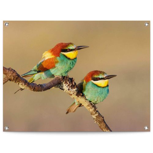 8714597639032 - Poster REINDERS Der Bienenfresser bunt (farbe bild(er) bunt) B80cm H60cm T01cm Leinwand Bilder Outdoor für Garten oder Balkon 8714597639032 - Poster REINDERS Der Bienenfresser bunt (farbe bild(er) bunt) B80cm H60cm T01cm Leinwand Bilder Outdoor für Garten oder Balkon