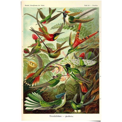 8714597575804 - Poster REINDERS Kolibris Lithografie bunt (farbe bild(er) mehrfarbig) B61cm H915cm Papier Bilder
