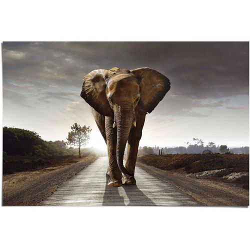 8714597560909 - Poster REINDERS Elefant Wanderung braun (farbe bild(er) braun) B915cm H61cm Papier Bilder
