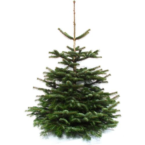 4260745370004 - Echter Weihnachtsbaum WEIHNACHTSBAUMLAND Nordmanntanne Premium Baumschul-Qualität in verschiedenen Größen Gr 1 grün (tannengrün) 48 100cm bis 120cm Holzwerkstoff Weihnachtsbäume Stammdurchmesser 10-12cm frisch geschlagen Weihnachtsdeko 4260745370004 - Echter Weihnachtsbaum WEIHNACHTSBAUMLAND Nordmanntanne Premium Baumschul-Qualität in verschiedenen Größen Gr 1 grün (tannengrün) 48 100cm bis 120cm Holzwerkstoff Weihnachtsbäume Stammdurchmesser 10-12cm frisch geschlagen Weihnachtsdeko