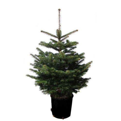 4260745370189 - Echter Weihnachtsbaum WEIHNACHTSBAUMLAND Echte Nordmanntanne zum Einpflanzen Weihnachtsdeko aussen Gr 1 grün (tannengrün) 48 100cm bis 120cm Holzwerkstoff Weihnachtsbäume im Topf gewachsen
