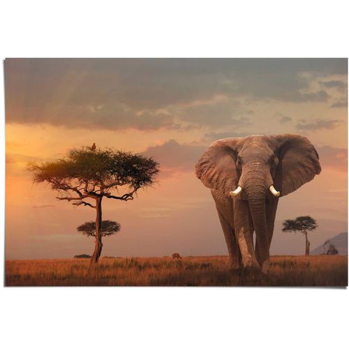 8714597539073 - Poster REINDERS Afrikas Wildtiere Elefant braun (farbe bild(er) braun) B915cm H61cm Papier Bilder