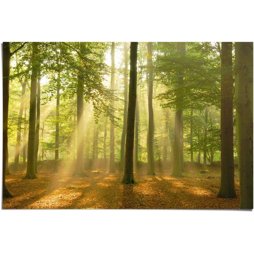 8714597560947 - Poster REINDERS Erleuchteter Wald grün (farbe bild(er) grün) B915cm H61cm Papier Bilder