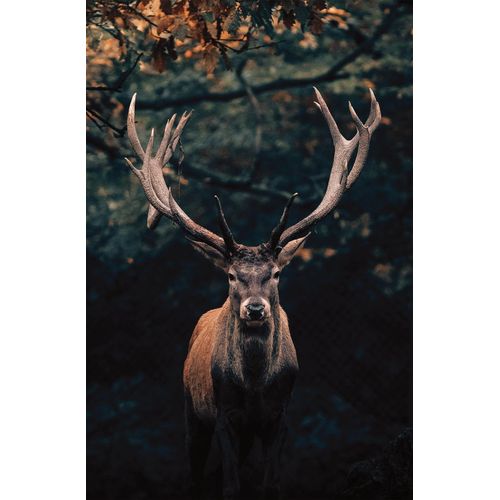 4032295089398 - Leinwandbild BÖNNINGHOFF Bilder Gr B H T 118 cm x 78 cm x 18 cm Hirsch Querformat 1 St bunt (braun grün orange grau) Leinwandbilder BxH 118x78 cm