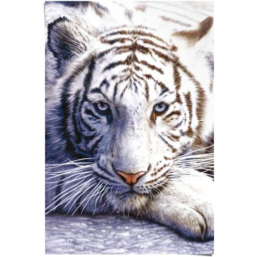 8714597311433 - Poster REINDERS Weißer Tiger weiß (farbe bild(er) weiß) B61cm H915cm Papier Bilder 8714597311433 - Poster REINDERS Weißer Tiger weiß (farbe bild(er) weiß) B61cm H915cm Papier Bilder