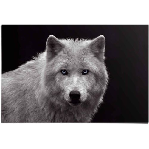 8714597560923 - Poster REINDERS Weißer Wolf schwarz (farbe bild(er) schwarz) B915cm H61cm Papier Bilder